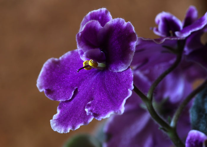 beautiful purple orchid houseplants for seniors